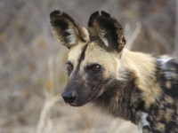 Mammal\Painted Dog: Serengeti-wild-dog-(Lycaon-pictus)