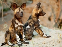 Mammal\Painted Dog: Two-african-wild-dogs-youngsters-(Lycaon-pictus)