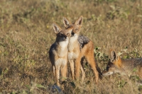 Mammal: Three-Jackals