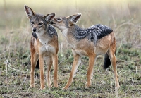 Mammal: Two-Black-backed-Jackals-(Canis-mesomelas)