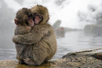Mammal: Two-monkeys-warm-themselves-together