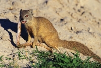 Mammal: Yellow-Mongoose-(Cynictis-penicillata)-eating-a-snake