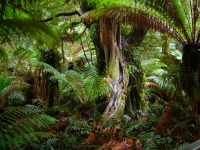 Rainforest: Southern-Tropical-Rainforest-Maits-Rest-Jungle-Australia