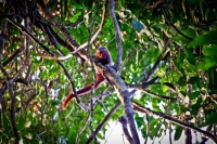 Rainforest: Unexplored-earth-amazon---rainforest-monkey