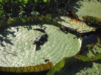 Reptile: Crocodile-on-giant-waterlily-leaf