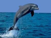 SeaLife: Dolphin-jumps-out-water