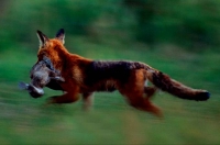 WildLife: Fox-(Vulpes-vulpes)-with-prey