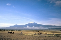 WildLife: Gnus-(Connochaetes)-on-Steppe