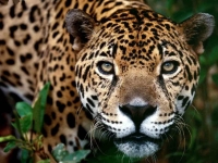 WildLife: Jaguar-looks-you-straight-in-the-eye-(Panthera-onca)