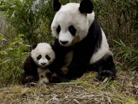 WildLife: Mother-Panda-with-young-(Ailuropoda-melanoleuca)