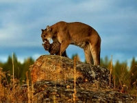 WildLife: Mother-Poema-with-young