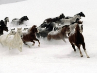 WildLife: Wild-Horses-in-snow